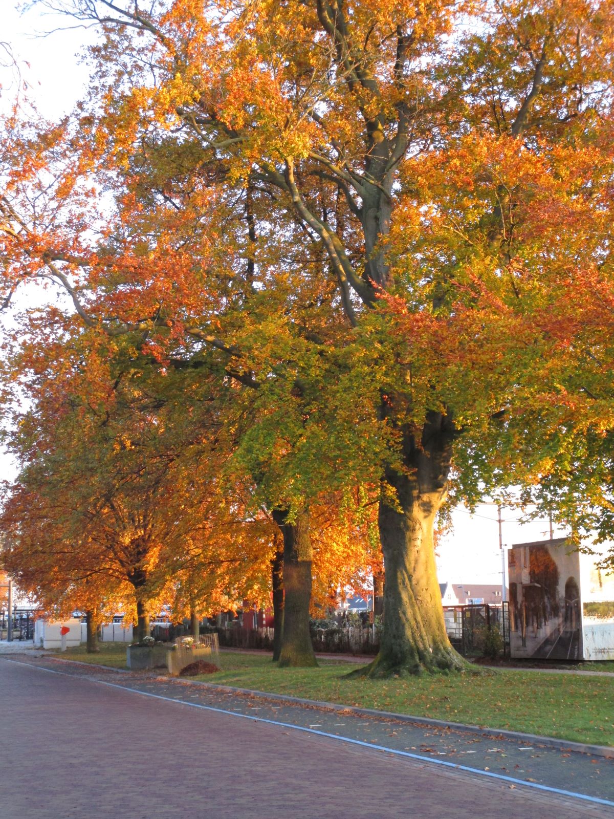 Aandacht voor bomen